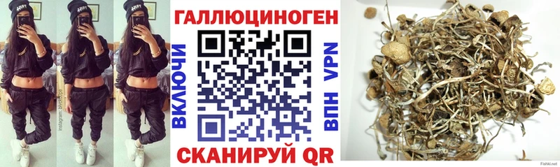 blacksprut как войти  Шацк  Галлюциногенные грибы Psilocybe 